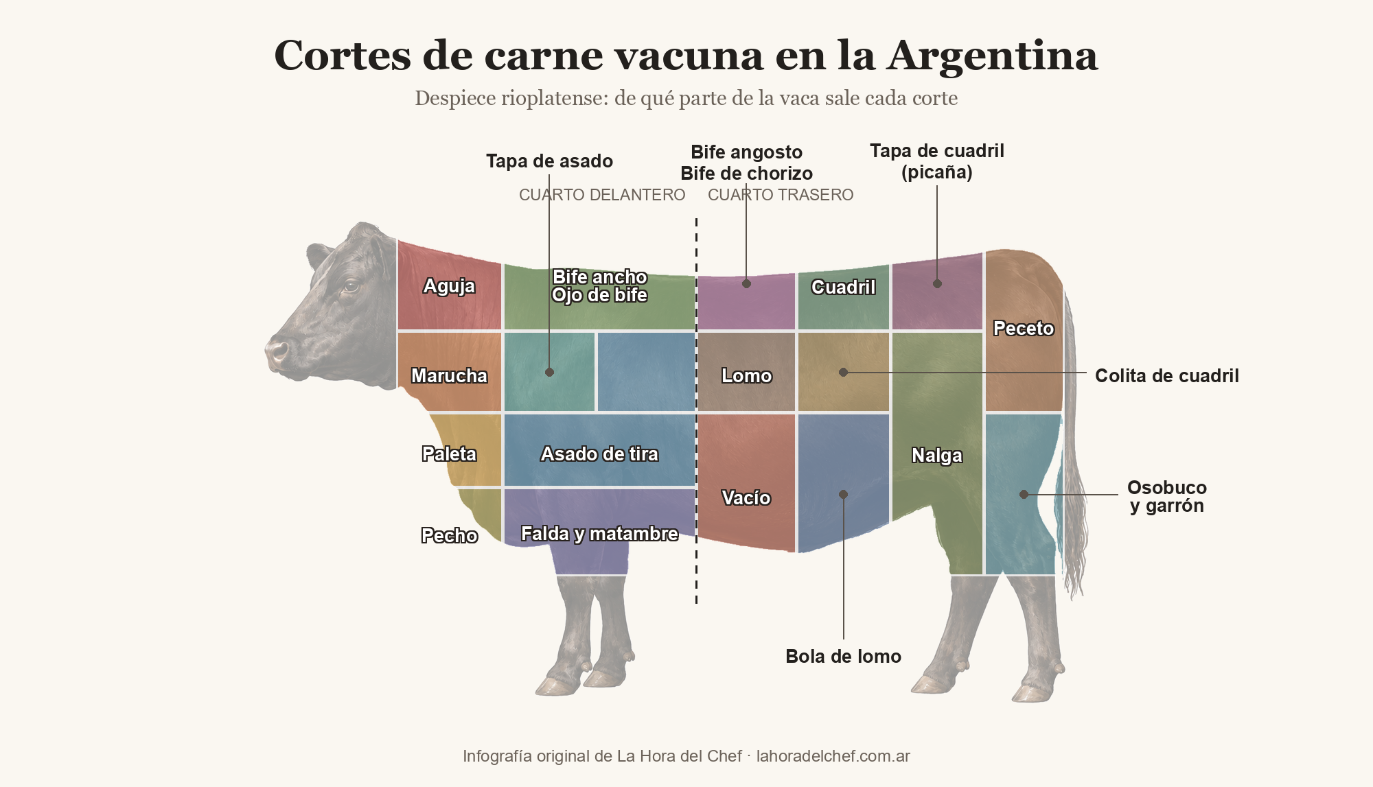 Diagrama de los cortes de carne vacuna argentinos sobre la silueta de una vaca, con 18 cortes numerados: aguja, bife ancho, asado de tira, vacío, bife de chorizo, lomo, cuadril, peceto y nalga, entre otros