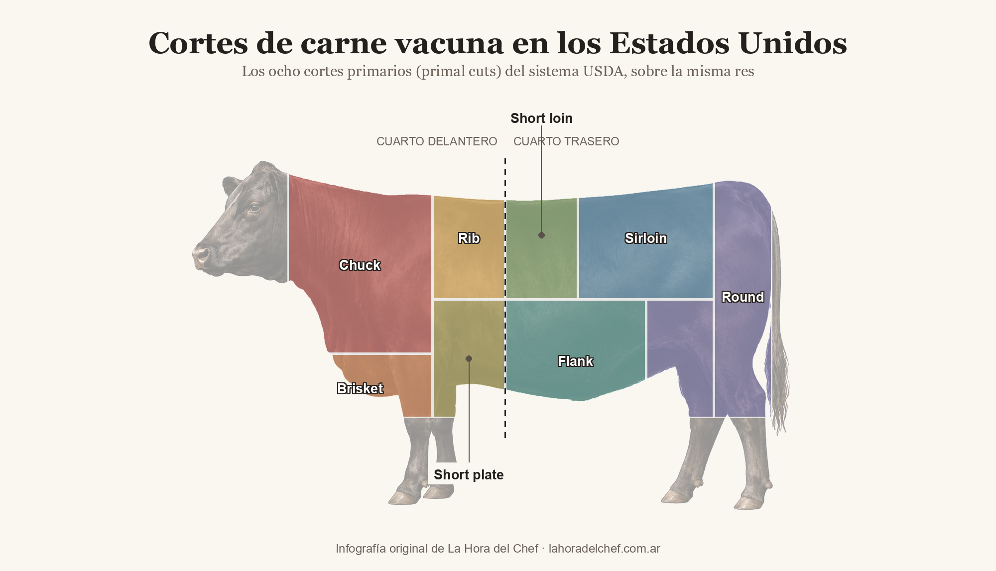 Diagrama de los ocho cortes primarios estadounidenses —chuck, brisket, rib, short plate, short loin, flank, sirloin y round— sobre la silueta de una vaca