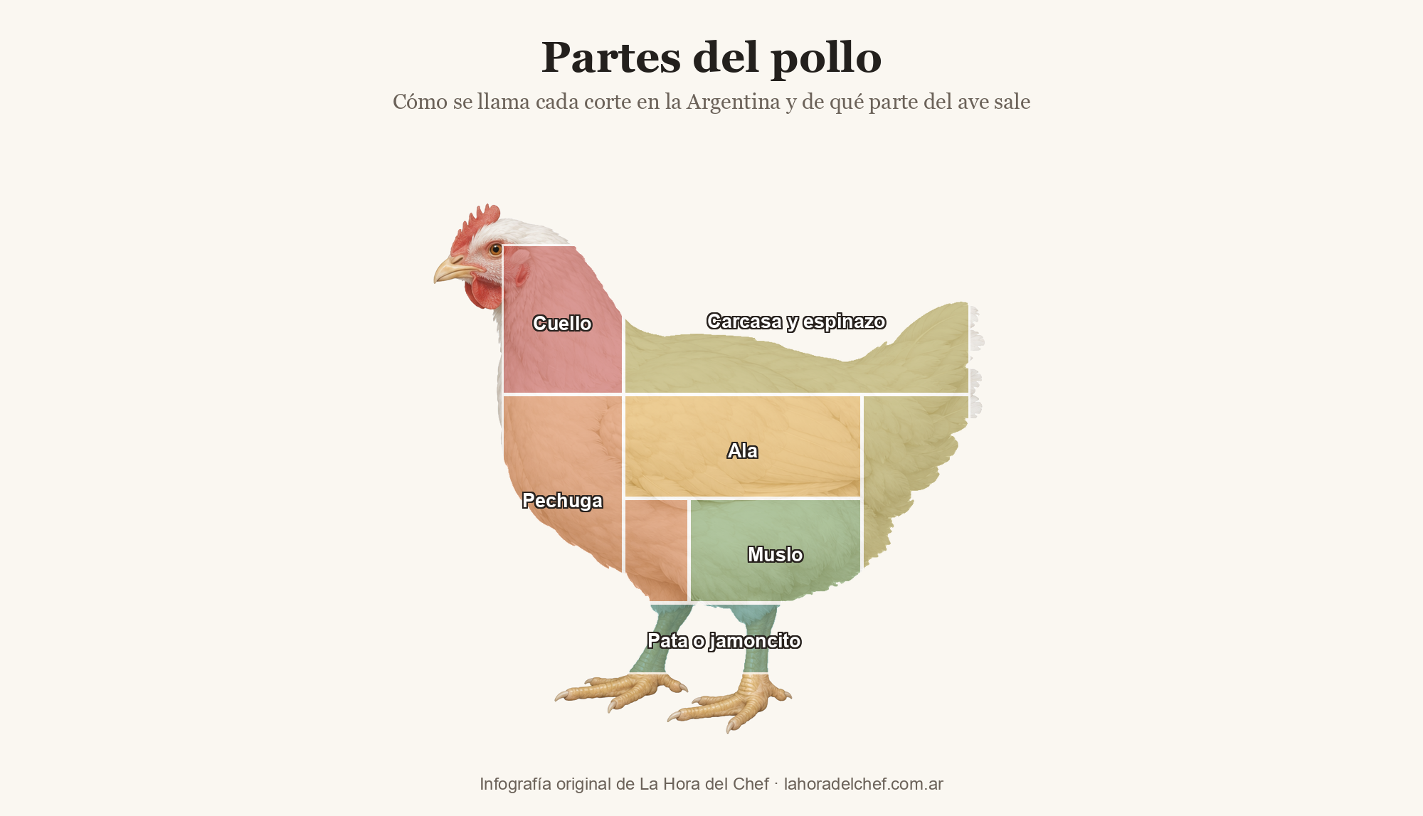 Partes del pollo: infografía de cómo se llama cada corte en la Argentina y de qué parte del ave sale