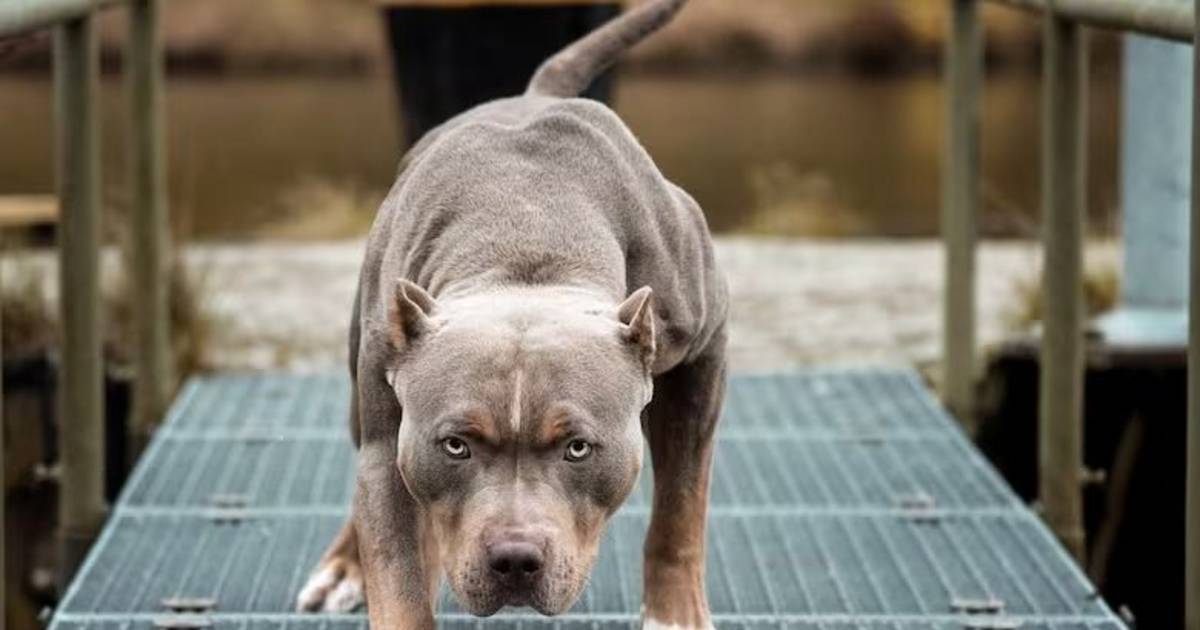 Niño de 4 años murió tras ataque de pitbull en Moreno: ya son ocho casos en 2026