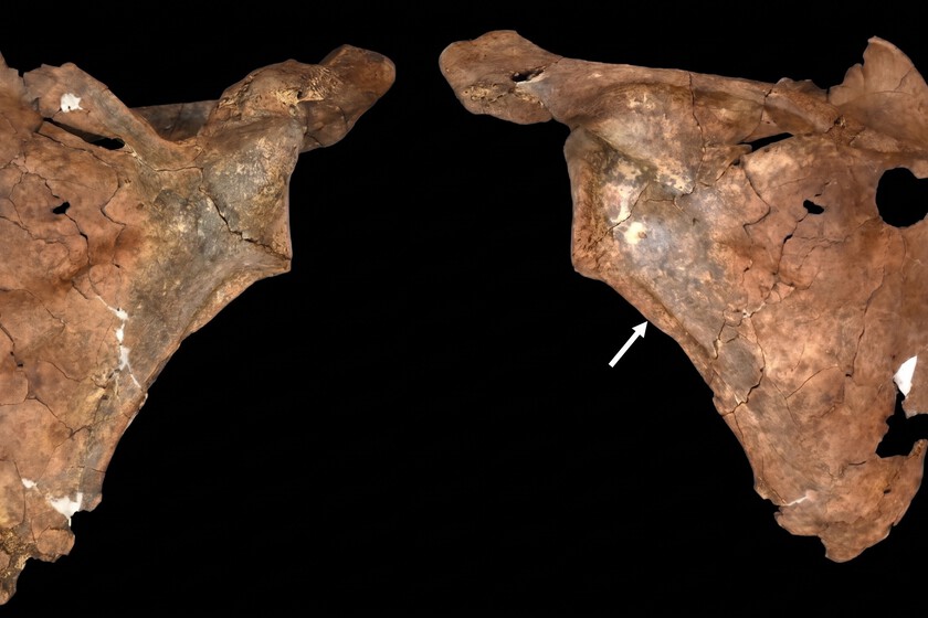 Hace 75.000 años una lanza atravesó el pecho de un neandertal: evidencia de violencia y cuidados